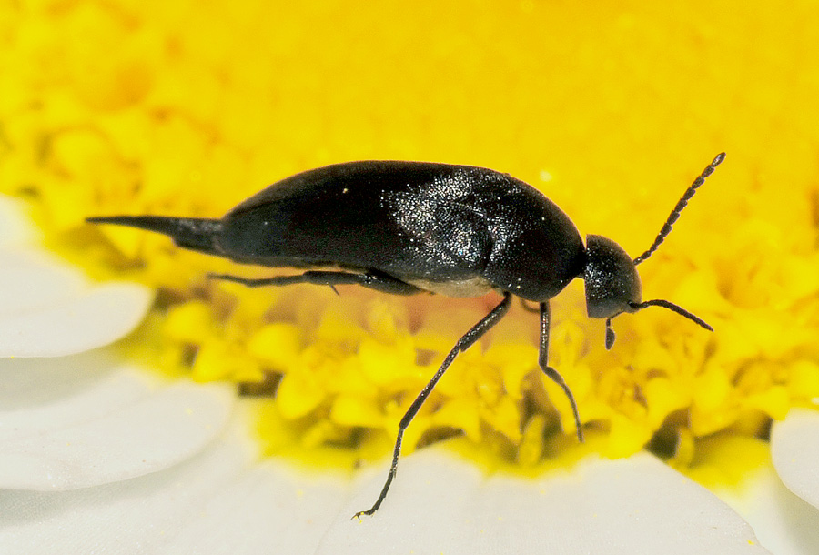 Mordellidae